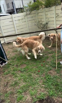 流しそうめんをする大型犬3頭