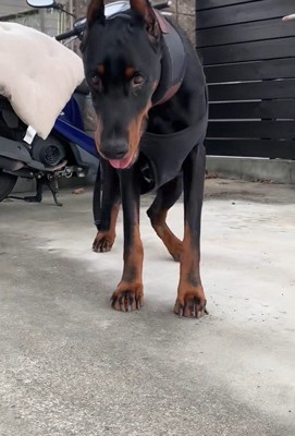 タイソンくんが回復するまで8