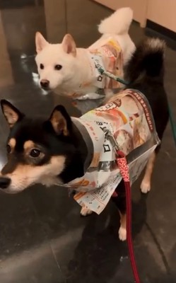 米袋を被った2匹2