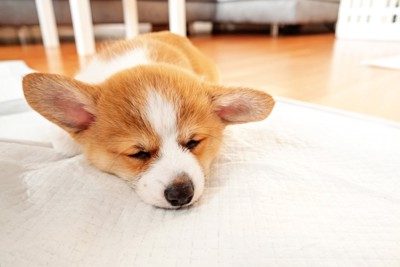 ペットシーツの上に伏せる体調が悪そうな子犬
