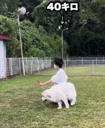 崩れ落ちる飼い主さんに…