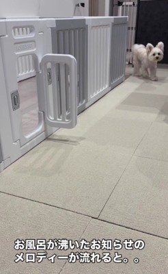 お風呂が沸くと…