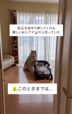 子煩悩なマーリーちゃん