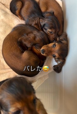 起きた子犬2