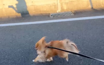 走る犬と飼い主1