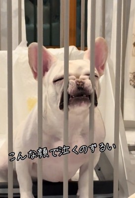顔を柵に押しつける犬