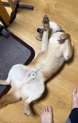 お手てチョイチョイするじろうくん