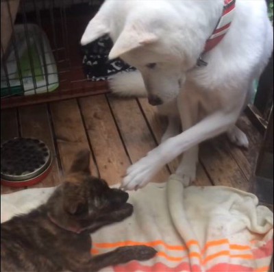 リキくんとすずちゃん