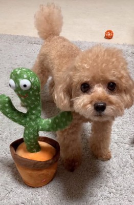 真似するサボテン