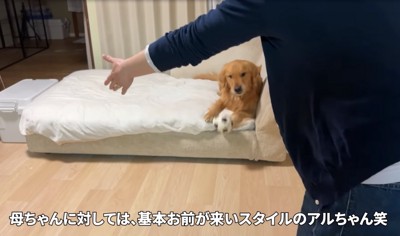 ソファの上から動かない犬