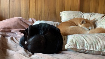 ももちゃんはスルーしてウトウト…