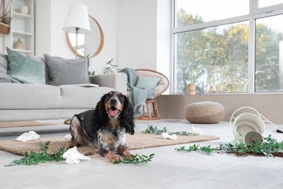 散乱した植物や土