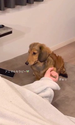 パパとママに寄り添うビッシュちゃん3