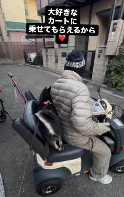 シニアカーの後ろに飛び乗った犬