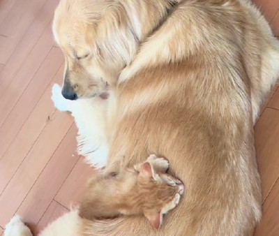 温かなまなざしにほっこり