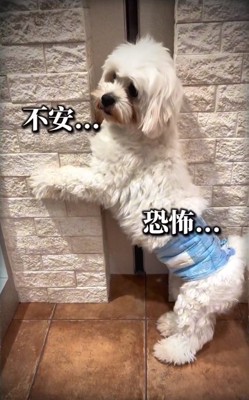 不安そうなムックくん