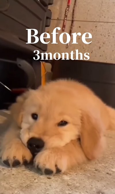 あご乗せポーズの子犬