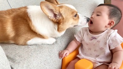 赤ちゃんの顔を舐めようとする犬