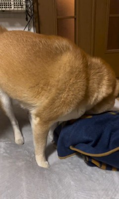 赤ちゃん犬が脱走した時のまめちゃん⑩