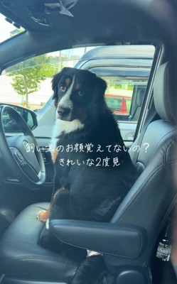 振り返ったはくちゃん