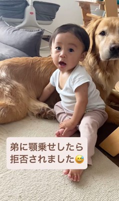 ラジャーくんが息子くんにあご乗せしてみたら