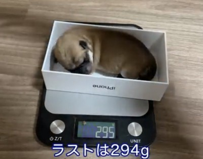箱の中で丸くなる犬