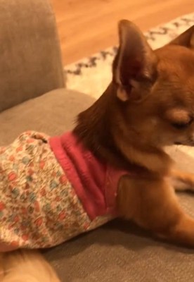 ソファに座るよもぎ子ちゃん