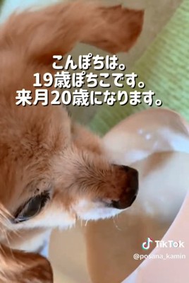 チワックスのぽちこちゃん