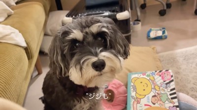「反省してるよね?」と聞いたら…
