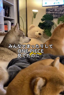 ワンピースを鑑賞中