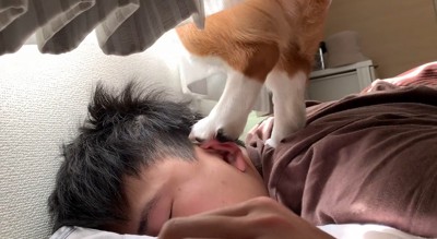 男性の上を移動して、窓の外がよく見える位置を探す犬
