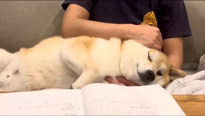 男性の膝に寝そべる犬