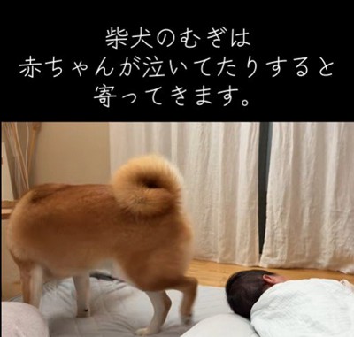 赤ちゃんが泣くと寄ってきて…