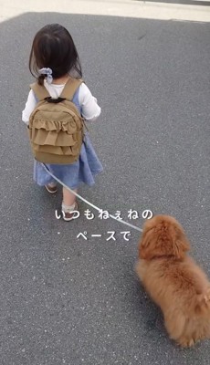 リードを引かれる犬