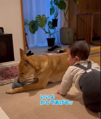 おもちゃを咥える犬の横に赤ちゃん