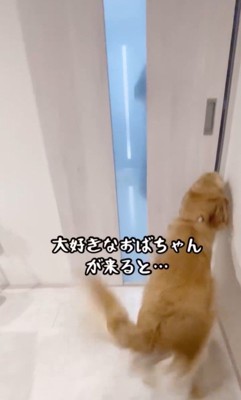 おばちゃんに会えて大興奮のリサちゃん