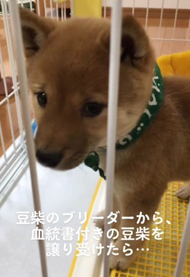 可愛い豆柴をお迎え