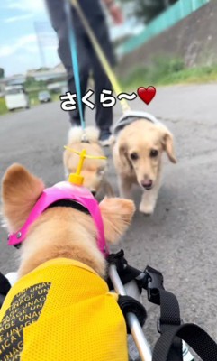 「さくらちゃん、大丈夫！？」