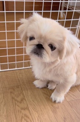 鳴き止むちぷちゃん