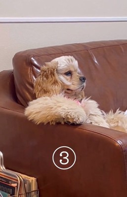 テレビを見るハムちゃん2