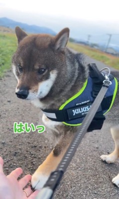 しんのすけ君の拒否柴3