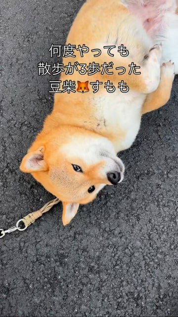 地べたに転がってこちらを見る豆柴アップ