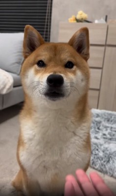 柴犬むぎ茶くん