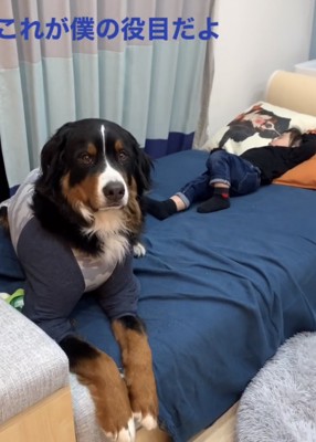 女の子の足元でふせをする大型犬、カメラ目線