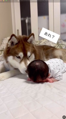 赤ちゃんに顔を寄せる犬