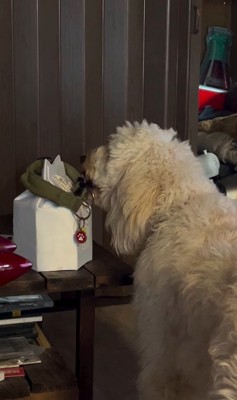 ルークくんをお散歩に誘った時の行動7