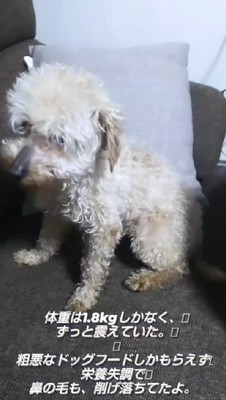 体重はわずか1.8キロ