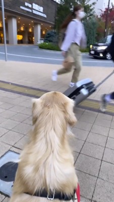 犬の前を通過する男性