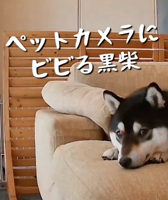 いずもくんを追う