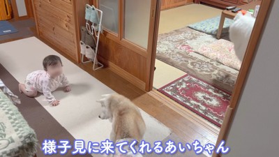 赤ちゃんとお留守番